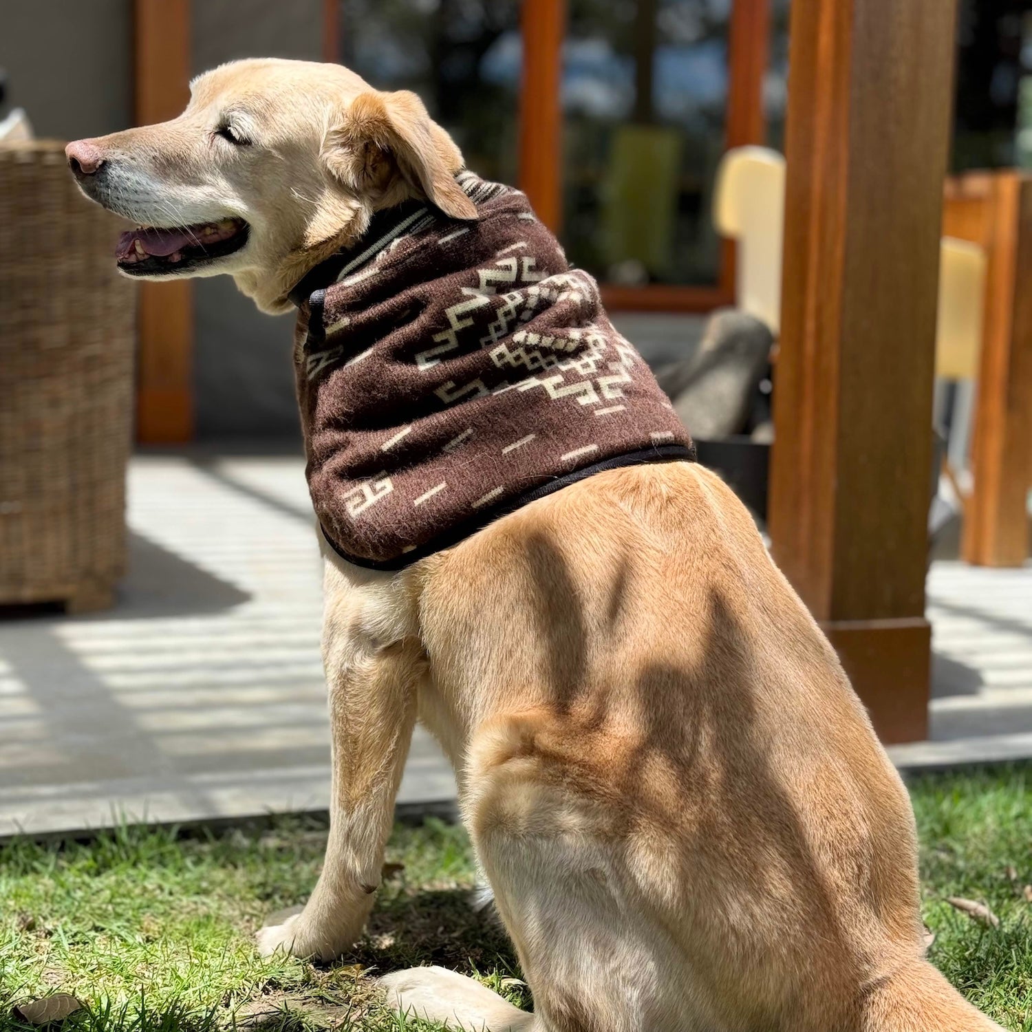 A golden dog sits on grass, wearing a patterned brown scarf. The dog appears content, and the setting includes a patio with wooden furniture in the background.