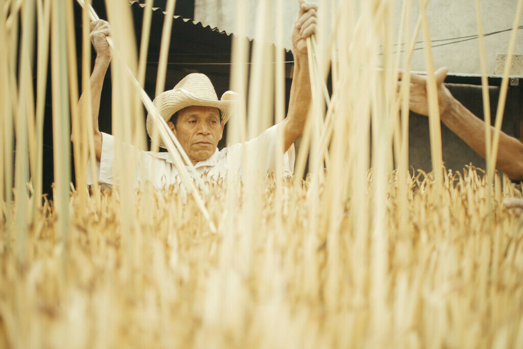 A man wearing a straw hat lifts sticks among tall, dried plants, with another hand visible in an outdoor setting.